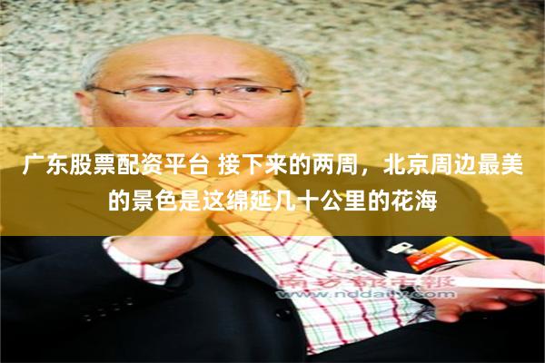 广东股票配资平台 接下来的两周，北京周边最美的景色是这绵延几十公里的花海